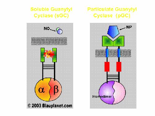 58 Şekil 23: Guanilil siklazların şematik yapısı. Solda çözünebilir (sgc) sağda membran bağlı (pgc) formu görülüyor.