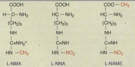 61 Şekil 24: NOS enzimlerinin aktivasyonunun ve üretilen NO nun etkilerinin şematik gösterimi (82) Her üç NOS tipi de L-arjinin analogları tarafından inhibe edilebilmektedir.