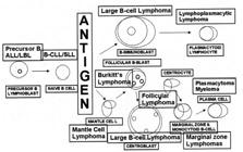 T ve B Hücre Ontogenisi ve S n flamaya Adaptasyonu TÜZÜNER N. hücreleri). Burkitt lenfomas n n IgM + erken GM blastik hücrelerinden köken ald yönünde deneysel çal flmalar mevcuttur.