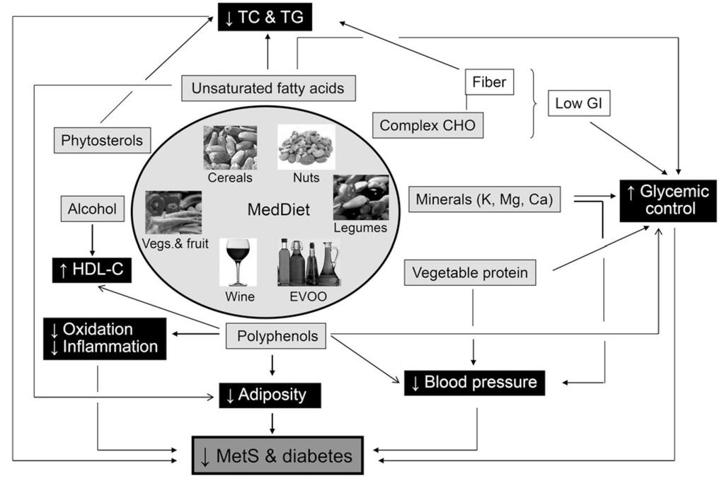 Akdeniz Diyetinin Tip 2 Diyabet ve Metabolik Sendrom Üzerine Koruyucu Etkileri İçerdiği biyoaktif besin bileşenleri ve fitokimyasalların metabolik yolaklar üzerindeki sinerjik etkileri nedeniyle