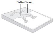 Türkiye de Çukurova, Bafra, Çarşamba, Silifke Ovaları delta özelliğindeki ovalardır. Şekil 142.