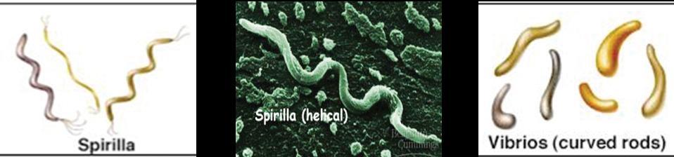 Spiriller Bir tek kıvrımı olan, sert vücutlu, kirpiği yardımıyla hareket eden bakterilerdir.