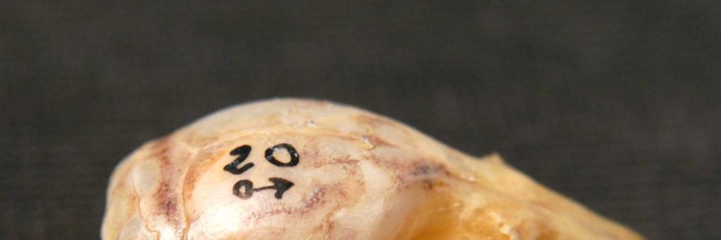 Çizelge 4.3 M. avellanarius Doğu Karadeniz örneklerinde baş iskeletine ait iç karakter ölçüleri KARAKTERLER Ö.SAYISI MİN.- MAX. ORT. (mm) (mm) S.