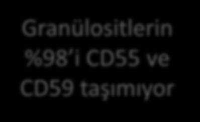 Granülositlerin %98 i CD55