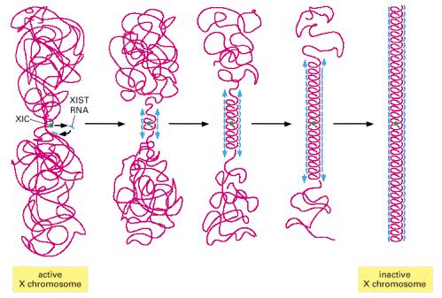 n X inaktivasyon merkezi (XIC) 10 6 nükleotid çifti içeren regülatör DNA dizisidir n XIST RNA inaktif X i