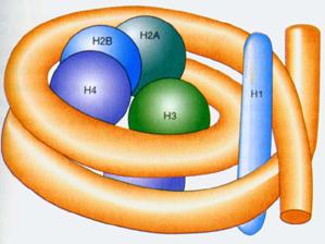HİSTON MODİFİKASYONLARI n Histon asetilasyonu n