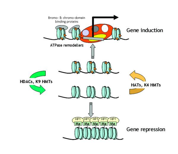 HİSTON DEASETİLASYONU n HDACs; histonların deasetilasyonunu sağlar ve gen ifadelenmesinin baskılanmasına yol açar n Kromatin yapı daha