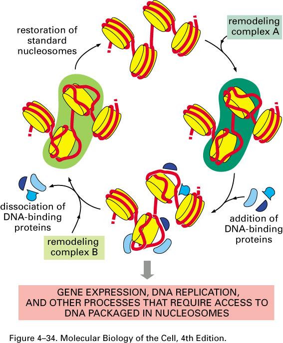 KROMATİN REMODELİNG KOMPLEKSLERİ n ATP bağımlı fonksiyon gösteren protein grubu n Nükleozoma sarılı DNA segmentlerinin ifadelenmesini sağlar n Nükleozomu