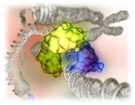 Polycomb Grup (PcG)- Trithorax Grup (TrxG) n Polycomb grup (PcG) ve trithorax (TrxG) grup proteinler embriyonik yaşam sırasında transkripsiyonu