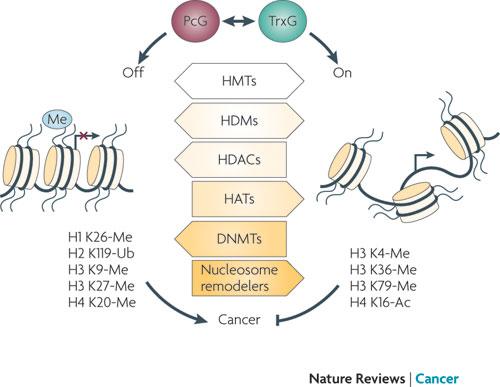TRİTHORAX GRUP PROTEİNLER n Histon modifiye edici kompleksler n Histon H3 ün 4.