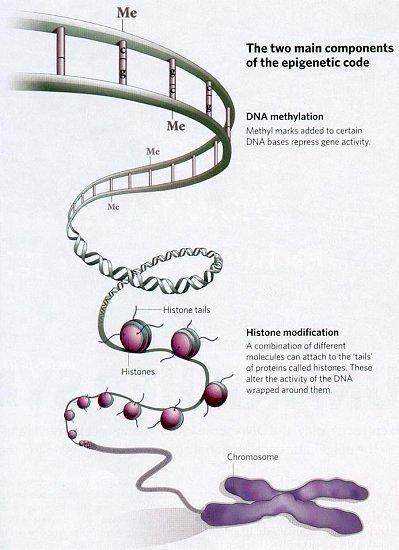 ÖNEMLİ EPİGENETİK MEKANİZMALAR n DNA Metilasyonu n Kromatin