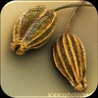 vulgare (acı rezene) Foeniculum vulgare Foeniculi amari fructus (PhE)