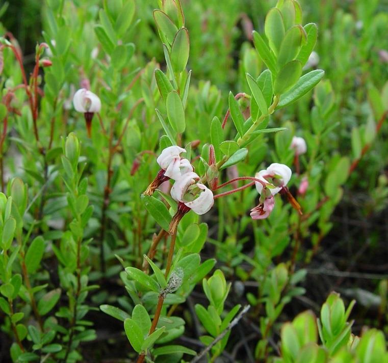 Tür: Vaccinium macrocarpon Ait.