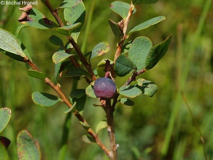 Tür: Vaccinium uliginosum L.