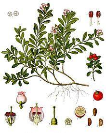 Tür: Arctostaphylos uva ursi (L.) Spreng. Türkçe adı: Ayı üzümü Familya: Ericaceae Drog adı: Uvae-ursi folium T.K.