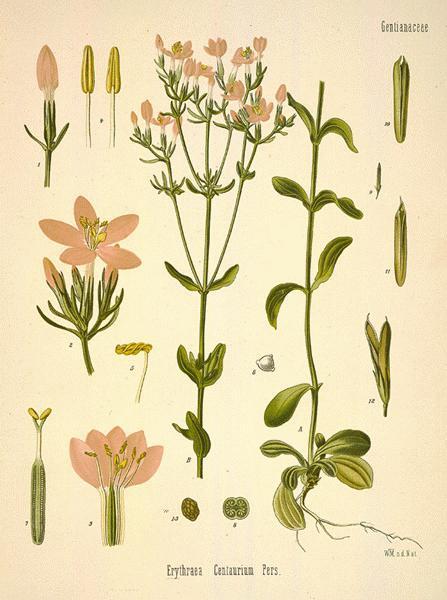 Tür: Centaurium erythraea Rafn Familya: Gentianaceae Türkçe adı: Kırmızı kantaron Drog adı: Centauri herba Kullanılan kısmı: Topraküstü kısımları Etken madde: