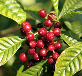 Coffea arabica L. nın vatanı Habeşistan, C. canefora nın vatanı tropikal Afrika olan küçük ağaçlardır. Çeşitli varyeteleri yetiştirilir; C. arabica var.