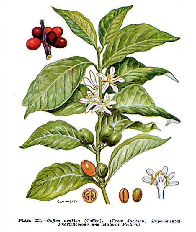 Tür: Coffea arabica L.