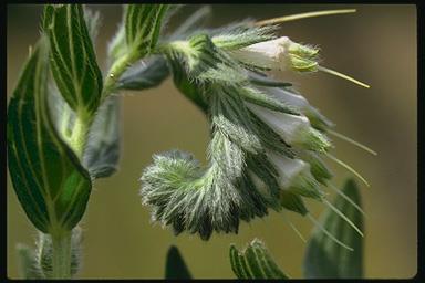 BORAGINACEAE Otsu bitkiler veya çalılar. Çoğu sert tüylü, bazen çıplak. Yapraklar alternan, basit. Çiçekler aktinomorf, bazen zigomorf, heliksel şekilde kıvrılmış durumlarda.