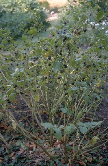 Atropa belladonna Güzelavratotu Trakya ve Kuzey Anadolu da yetişir.