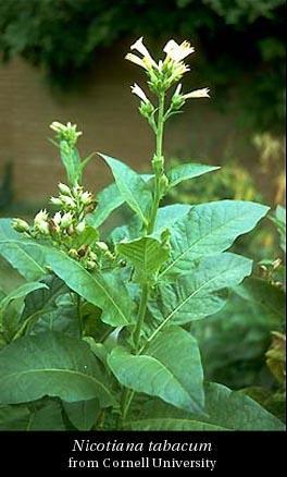 Nicotiana tabacum tütün Vatanı Amerika olan, memleketimizin birçok bölgelerinde değişik çeşitleriyle kültürü yapılan bir yıllık bir bitkidir. Yaprakları, Folia Nicotianae, nikotin alkaloidini taşır.