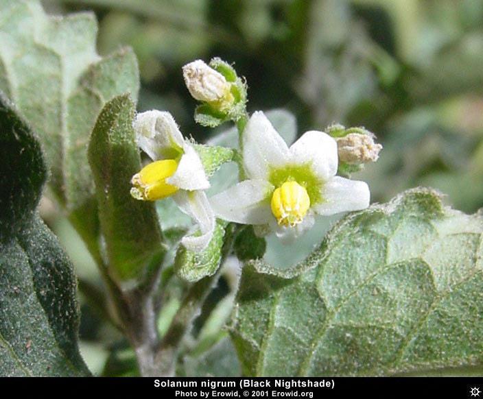 Tür: Solanum dulcamara Türkçe adı: tilkiüzümü, itüzümü,