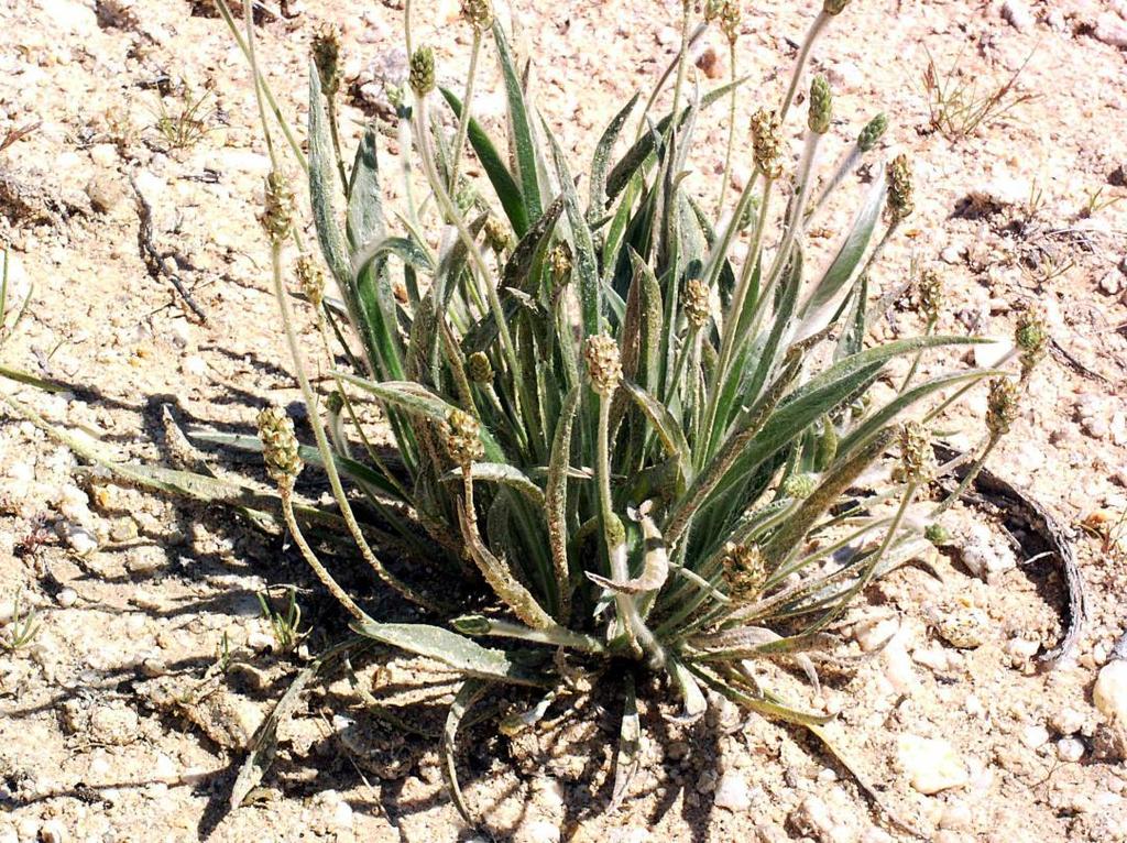 Tür: Plantago ovata Etken madde: İridoit glikozitleri, müsilaj, sabit yağ Kullanılan kısmı: tohumları ve tohum kabukları Kullanım amacı: Kabızlık,