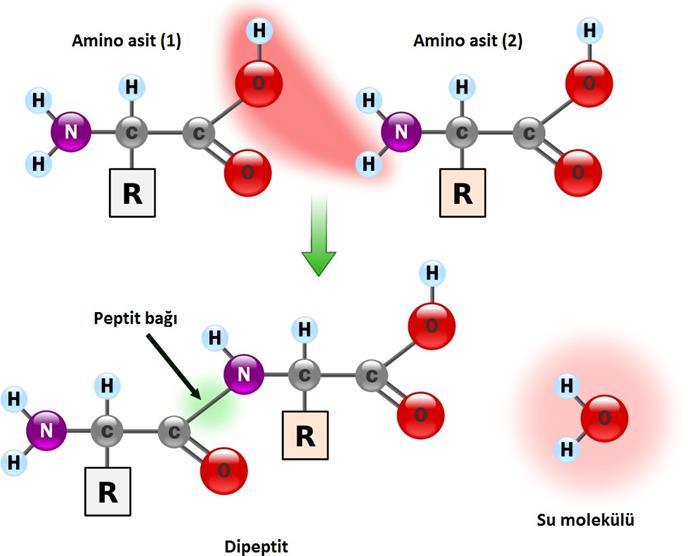 Şekil 1. 4. İki amino asidin, kondensasyon tepkimesiyle oluşan peptit bağı ile bir dipeptit oluşturması (http://en.wikipedia.org/wiki/amino_acid).