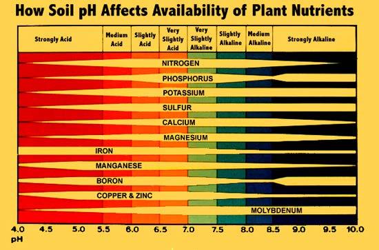 İyon alımında ph' nın rolü Bitkilerin beslenmelerinde protonlar (H + ) ile diğer katyonlar arasında ve hidroksil (OH - ) veya bikarbonat (HCO 3- ) ile diğer anyonlar
