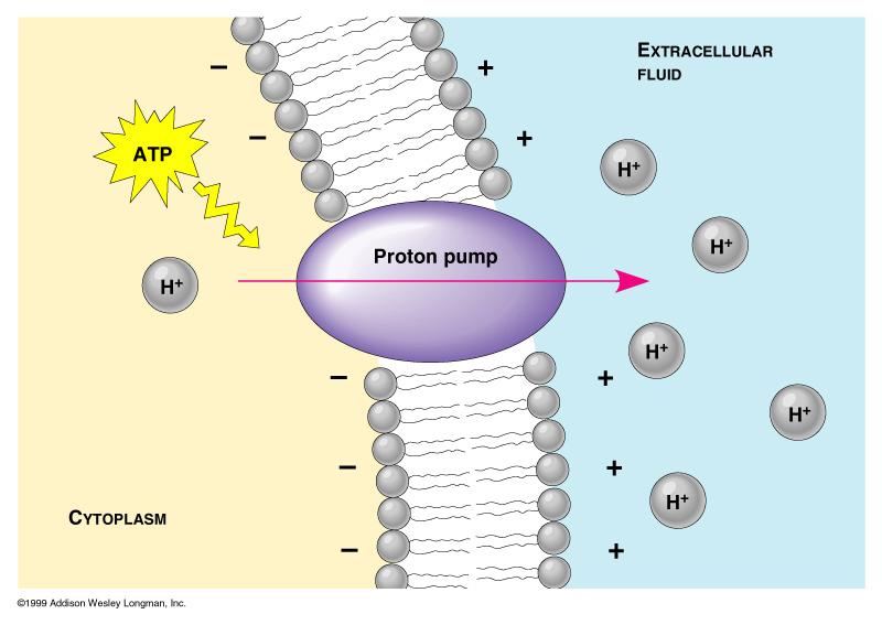 Bitkilerdeki proton pompaları plazma membranı ve tonoplastta yer almaktadır ve bunlar sitoplazmanın ph' sını düzenlemektedir.