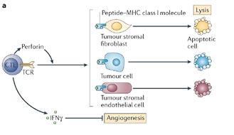 Eliminasyon=İmmün gözetim Peptid MHC sınıf I molekülü Lizis Perforin Tümör stromal fibroblast Apoptotik hücre CTL TCR