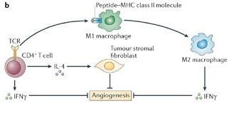 Eliminasyon=İmmün gözetim Peptid MHC sınıf II molekülü TCR CD4+ T hücre IL-4 makrofaj IL-10 Tümör stromal