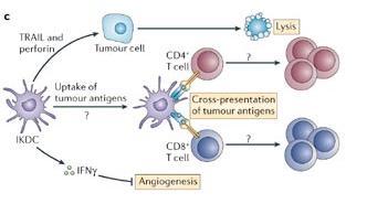 Eliminasyon=İmmün gözetim TRAIL ve Perforin Tümör hücresi CD4+ T hücre Lizis Tümör antijenlerinin hücreye alınması Tümör