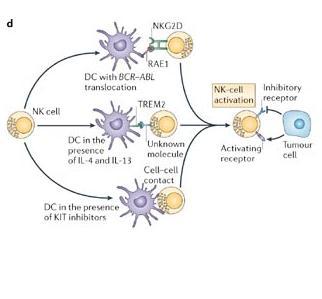 Eliminasyon=İmmün gözetim NKG2D NK DC, BCR-ABL translokasyonu ile RAE1 TREM2 NK-hücre aktivasyonu inhibe edici reseptör IL-4 VE IL-13 varlığında DC Bilinmeyen