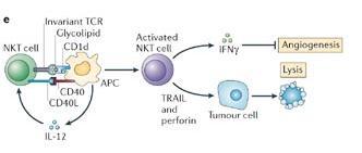 Eliminasyon=İmmün gözetim NKT Sabit TCR Glkolipid CD1D Aktive NKT IFNg Anjiogenez CD40 APC Lizis CD40L