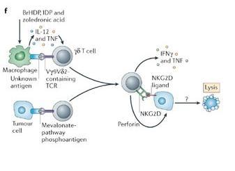 Eliminasyon=İmmün gözetim BrHDP,IDP ve Zolendronik asid IL-2 TNF gdt IFNg ve TNF Makrofaj, bilinmeyen antijen VgeVd2- İçeren TCR NKG2D