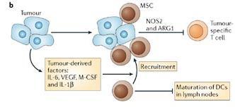 Tümör Kaçış Mekanizmaları MSC STAT3 NOS2 ARG1 Tümöre Özgül T hücre Tümör kaynaklı Faktörler: IL-6, VEGF, M-CSF,IL1b toplanma