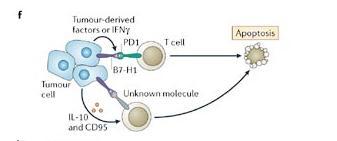 Kaçış Mekanizmaları Tümör kaynaklı Faktörler veya IFNg PD1 T hücre Apoptozis B7-H1 Tümör hücresi