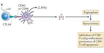 Kaçış Mekanizmaları Treg CD80 veya CD86 IFNg Triptofan IDO CTLA4 DC kinurenin CD8+ T hücre proliferasyonunun inhibisyonu CD4+