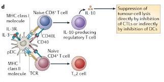 Kaçış Mekanizmaları MHC sınıf I Molekülü IL-3R L-3R Naive CD8+ T hücre IL-10 IL-10 üreten CD40L Treg CD40 Tümör hücre lizisinin CTL inhibisyonu ile Direkt veya DC