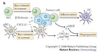 Kaçış Mekanizmaları Tümörde toplanma Tümör hücresi DC VLC b-defensin İnflamasyon pdc CXCL12 VEGF Tümörde toplanma