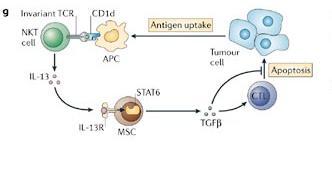 Kaçış Mekanizmaları Sabit TCR CD1d Antijen yakalanması NKT IL-13 APC Tümör hücresi
