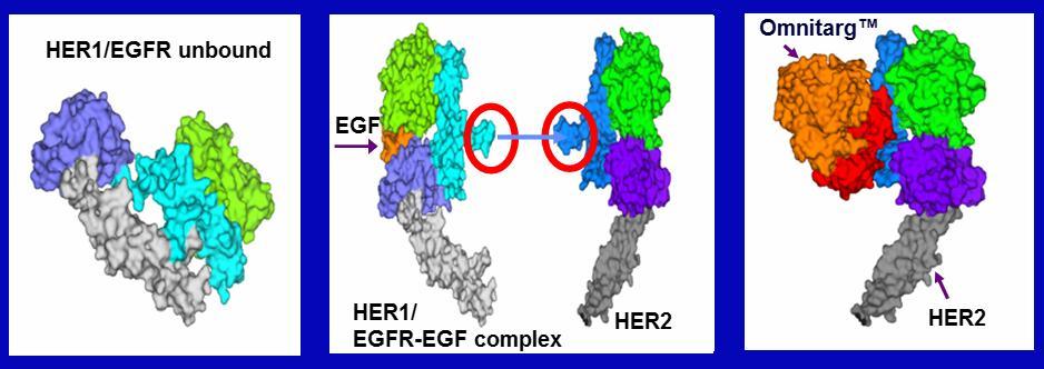 Omnitarg: : 2C4 veya pertuzumab Yeni bir sınıf: Her Dimerizasyon inhibitörü Humanize IgG1 izotipli Her-2 spesifik MAk Her-2 nin ECD de