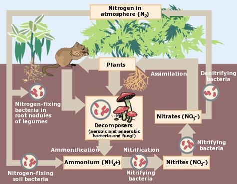 Atmosferdeki azot (N 2 ) Bitkiler Asimilasyon Denitrifaksyon bakterileri Köklerdeki Azotbağlayan bakteriler Amonifikasyon Amonyum Ayrıştırıcılar