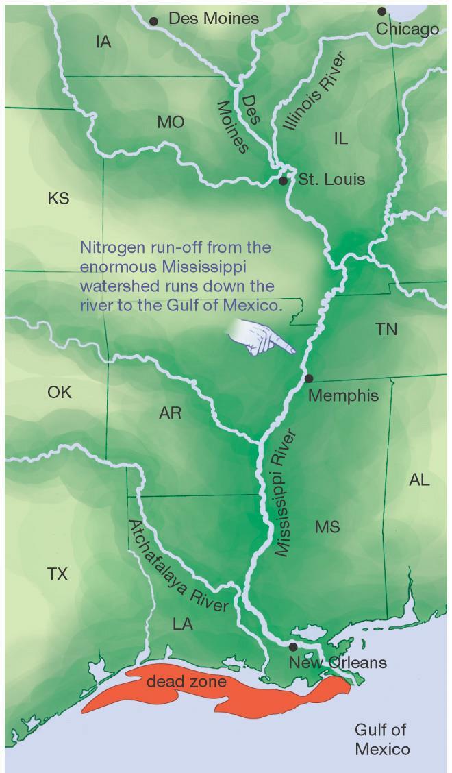 Mississippi nehrinin Meksika Körfezine döküldüğü noktada mevsimsel olarak bir «ölü bölge» meydana gelir.