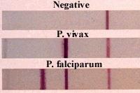 (panmalaria) P. falciparum, ve P.