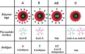 Doğal antikor Kişinin kendi eritrositlerinde bulunmayan kan grubu