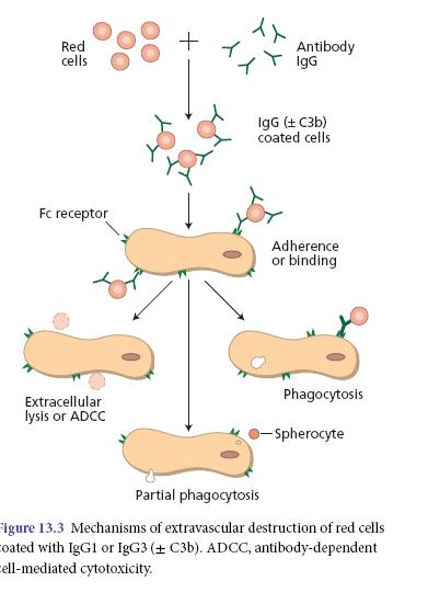 Antikor kaplı eritrositlerin yıkım mekanizmaları İntravasküler Ekstravasküler Makrofajların tümüyle fagosite etmeleri