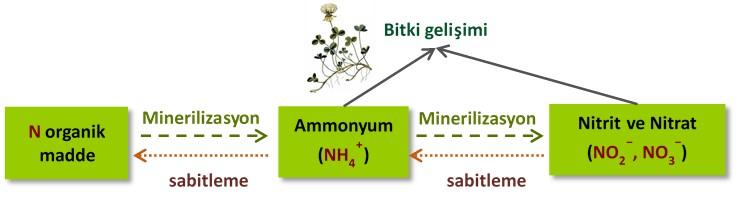 Her ne kadar bitkiler nitratı tercih etmesine rağmen bitkiler hem amonyum (NH + 4 ) hem de nitrit (NO - 2 ) ve nitratı (NO - 3 ) kullanabilir.