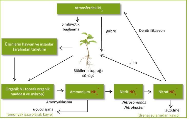 Şekil 4. Minerilazyon, sabitlenme, bitkilerce alım ve azot bağlanmasını kapsayan Azot döngüsü işlemleri 5.